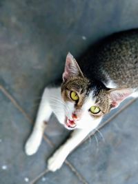 High angle portrait of cat sitting on floor