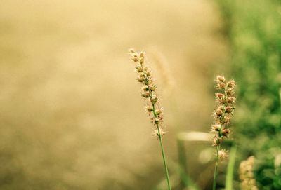 Close-up of flowering plant on field
