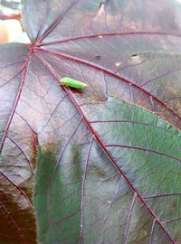 Close-up of insect on leaf