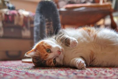 Close-up of a cat resting at home