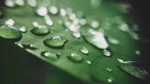 Close-up of water drops on leaf