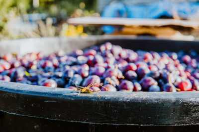 Close-up of barrel full of plums