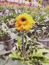 Close-up of yellow flower pot