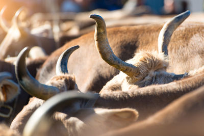 Close-up of deer