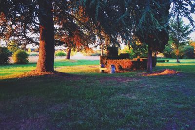 Scenic view of grassy field in park