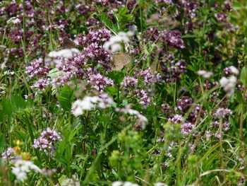 Flowers blooming on field