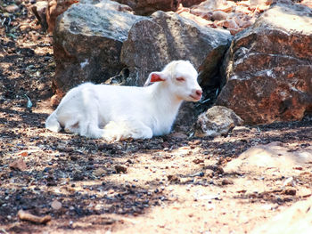 Close-up of kid goat sitting by rocks