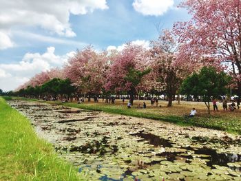 Trees on field in park against sky
