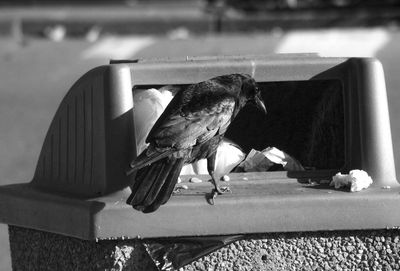 Close-up of bird perching