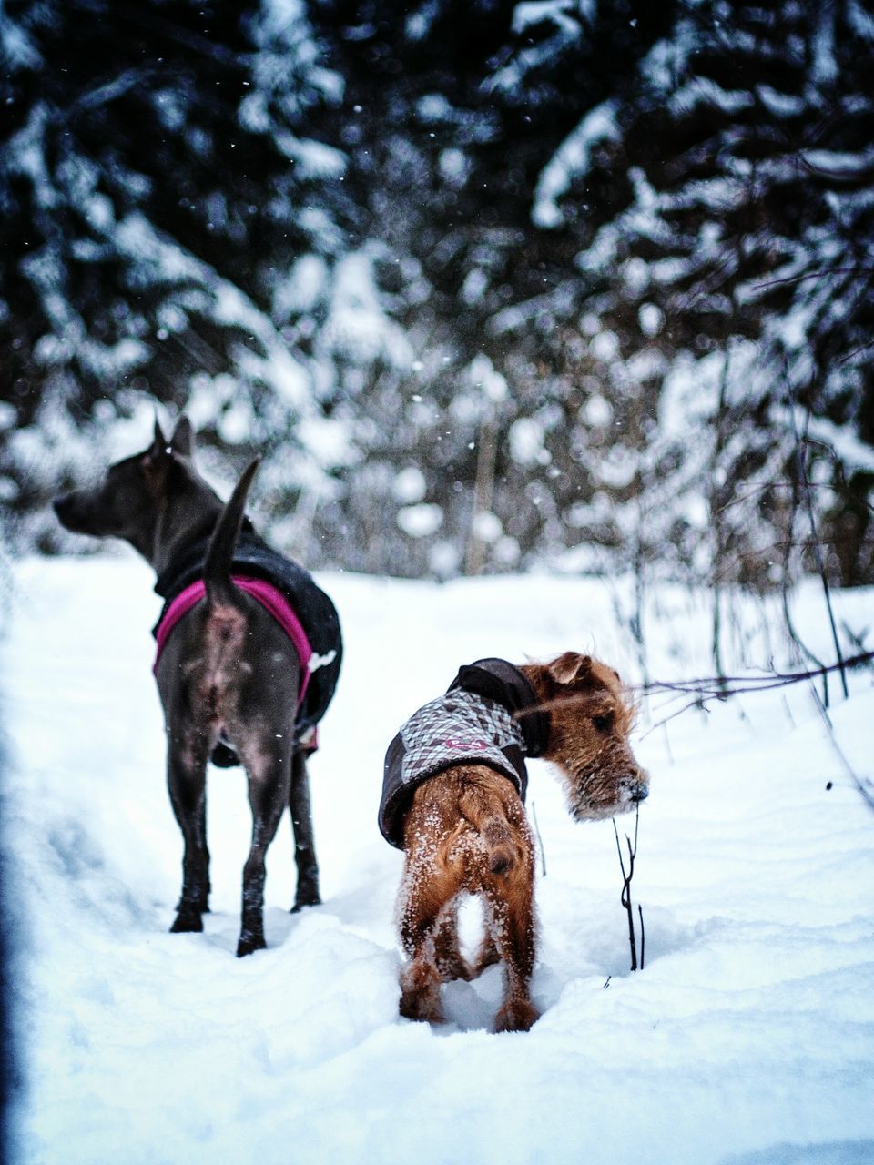 snow, winter, cold temperature, mammal, domestic animals, domestic, pets, animal themes, animal, vertebrate, canine, field, dog, one animal, land, nature, covering, white color, no people, outdoors, snowcapped mountain