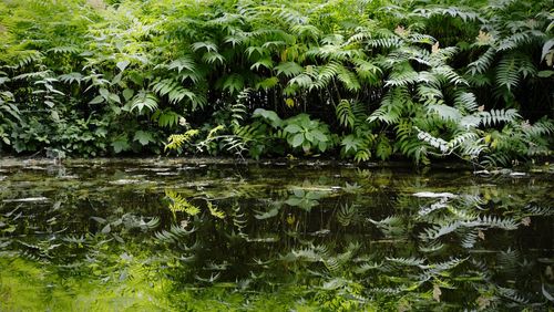 Reflection of trees in water