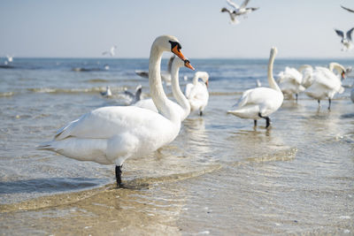 Beautiful white birds swans on the shore of the baltic sea in poland gdansk sopot