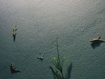 Close-up of birds by lake