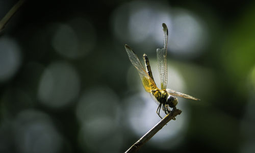 Close-up of insect on leaf