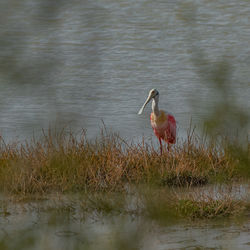 Roseate spoonbill bird standing by the edge of the water