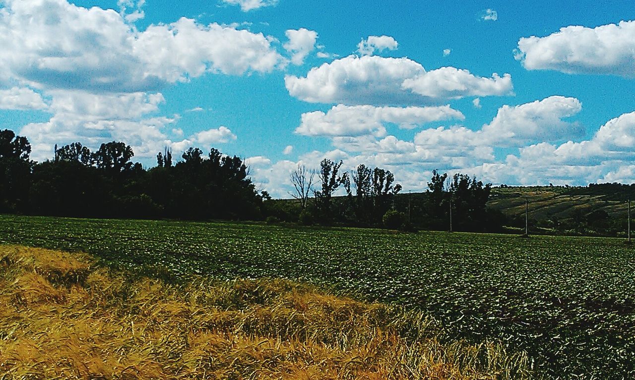 sky, field, landscape, tree, tranquil scene, tranquility, cloud - sky, rural scene, scenics, nature, beauty in nature, agriculture, growth, cloud, blue, grass, farm, cloudy, day, plant