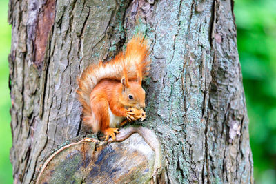 An orange fluffy squirrel sits on a tree and happily nibbles a nut, copy space.