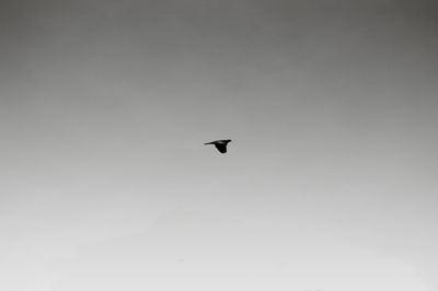 Low angle view of silhouette bird flying against clear sky