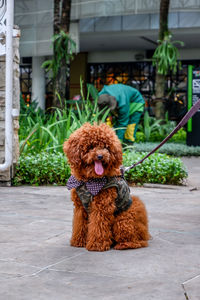 Red toy poddle