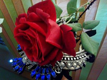 Close-up of red roses