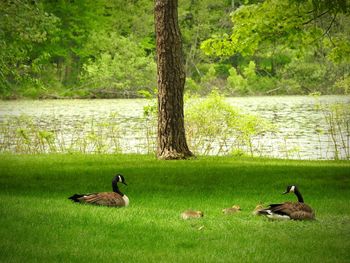 Ducks on grass by lake