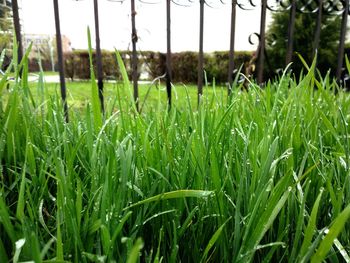 Close-up of dew drops on grass