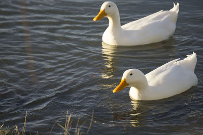 Swan in water