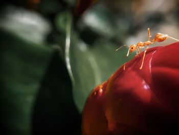 Close-up of insect on red flower