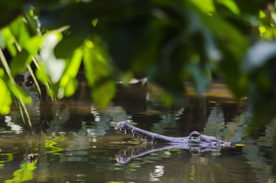 Alligator swimming in lake