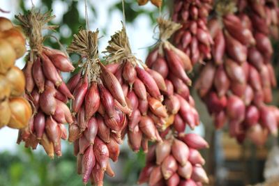 Close-up of fruits for sale