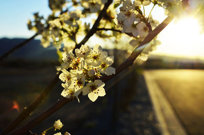 Close-up of white cherry blossoms in spring