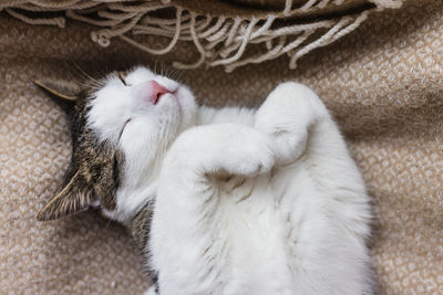 Cute domestic young cat sleeping in cozy bed