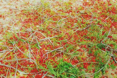 Full frame shot of red leaves