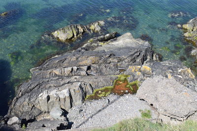 High angle view of turtle in sea