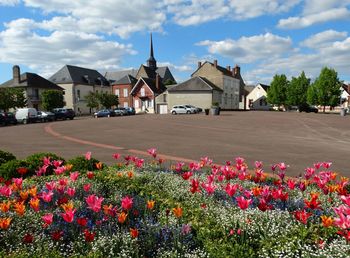 Flowers blooming against sky