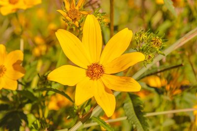 Close-up of yellow flower