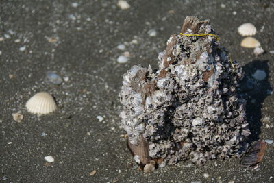 High angle view of shells on beach