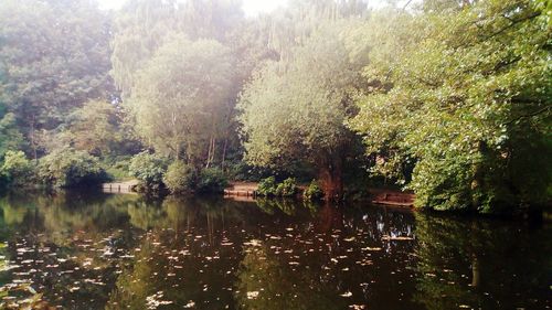 Trees by lake in forest