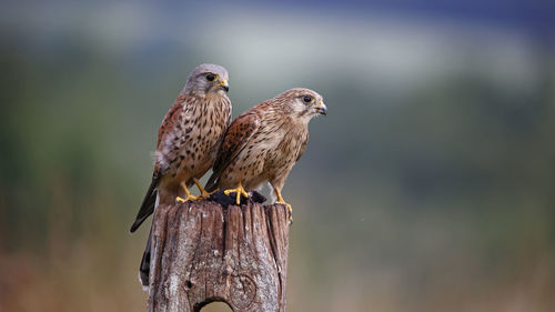 Male and female