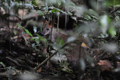 View of squirrel in forest