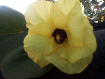 Close-up of flower