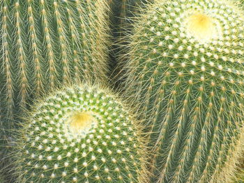 Full frame shot of succulent plant