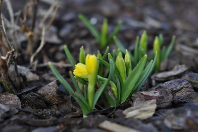 Close-up of crocus on field