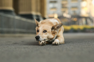 Portrait of dog lying on road in city
