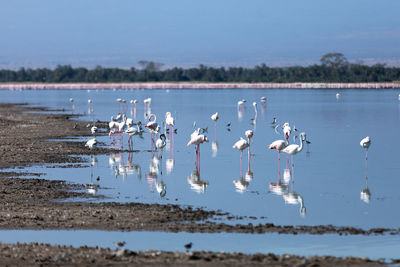 High angle view of birds on beach