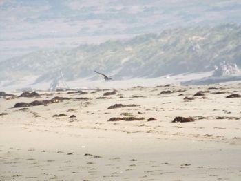 Seagulls flying over beach