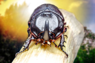 Close-up of insect on flower