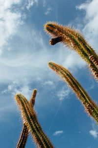 Low angle view of trees against sky