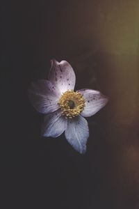 Close-up of flower over black background