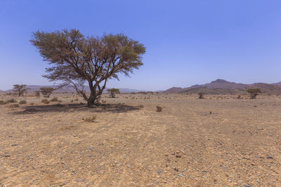 Tree on field against clear sky